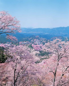 桜の吉野山